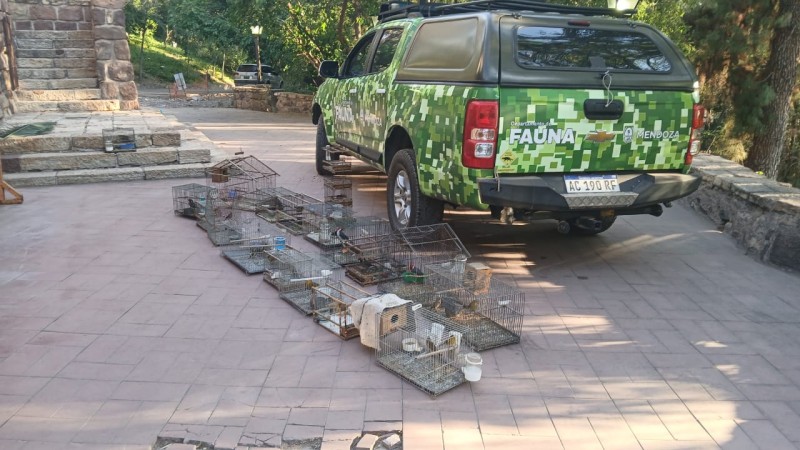 Rescatan aves protegidas en operativo en el barrio San Martín